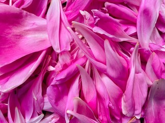 pink petals lying scattered on the floor