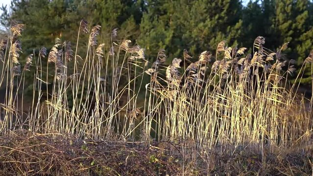 A lot of beautiful reeds near the pond and a forest in the background.