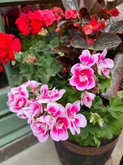 flowers in a pot