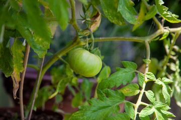 Fototapeta premium Unripe, green tomato on a branch. Front view and close up. 