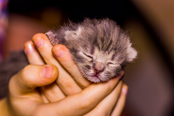 newborn blind grey kitten in hand