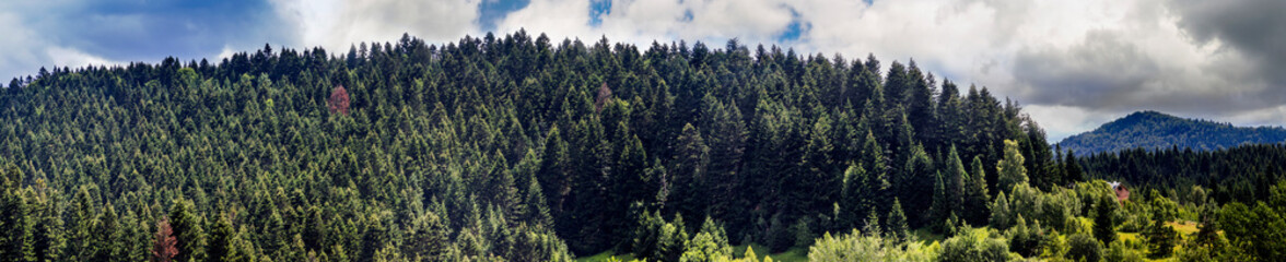 a spruce forest landscape, Skole Beskids National Nature Park, Ukraine