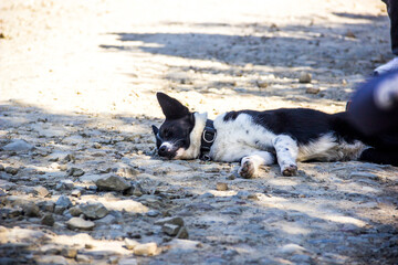 a border collie resting near the road at hiking travel