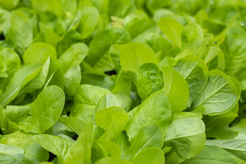 Dutch organic home garden full of lettuce, popular and healthy leafy green plant