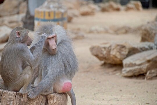 Hamadryas Baboon taking care of each other. High quality photo