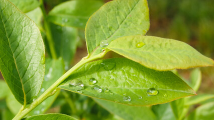 Green foliage of blueberries with dew drops. Close-up. Fresh dew drops on green leaves. Blueberry bushes.