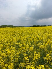 rapeseed field in spring