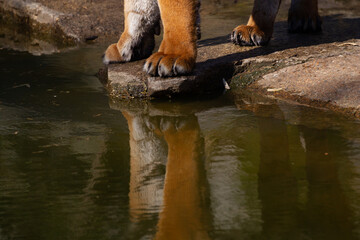 Bengal tiger paws with reflection