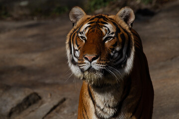 Fototapeta na wymiar Bengal tiger face staring intently
