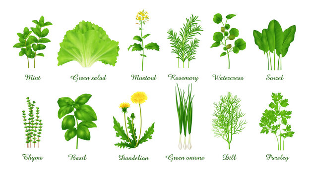 Set of food green grasses herbs and plants, realistic vector illustration