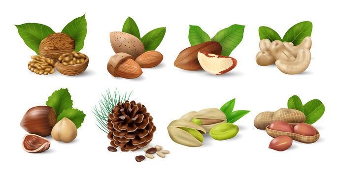 Set of Nuts with Green Leaves. Nuts and seeds collection. Realistic design vector illustration
