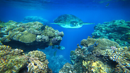 sea turtle swims underwater in the sea