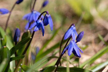 Blue scilla siberica or scilla siberica early flowers