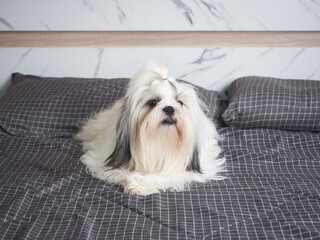 Happy furry Shih tzu dog on bed in bedroom