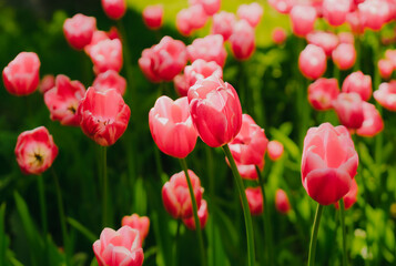 Pink tulips lit by sunlight. Soft selective focus. Fresh spring flowers in the garden with soft sunlight for your floral holidays card. Bright colorful tulip photo background. Growing flowers.