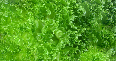 Plakat salad leave ( Frilly Iceberg) in the Organic farm, Young bright green lettuce salad growing. texture.