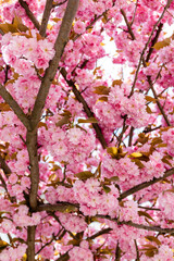 branches of blossoming pink flowers on cherry tree.