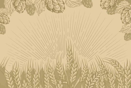 Field of wheat vector. Hops nature background for beer.