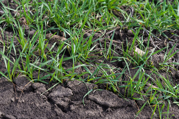 Cracked earth soil as a texture background. Top view.