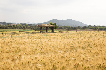 Green Barley Field for natural background