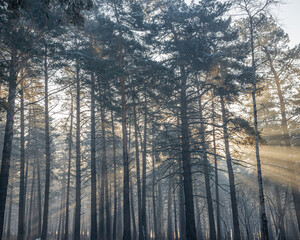 rays of the sun shining through the trees