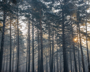 Fototapeta na wymiar rays of the sun shining through the trees