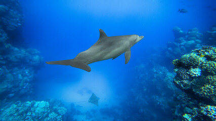 bottlenose dolphin and coral reef