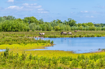 Fototapeta premium A view of ponies grazing in the Ouse Valley Park at Wolverton, UK in summertime