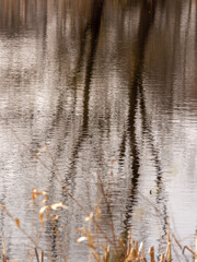 Abstract Reflections of winter trees in pond at Arley hall Cheshire, UK