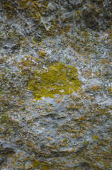 Moss on the rocks. Nature background. Green moss color texture. Rock wall texture