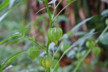 leaves of a Physalis angulata's fruit or buah ceplukan grows in the garden