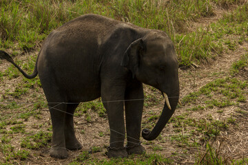 A wild juvenile tusker asiatic elephant at grassland selective focus.