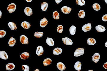 Collection of one seashell from different perspectives. isolated black background	