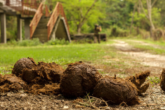 Elephant dung on road to garumara National park, west Bengal, India. Selective focus.