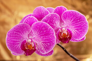 Purple orchid flower phalaenopsis with water drops. phalaenopsis or falah on a golden background.