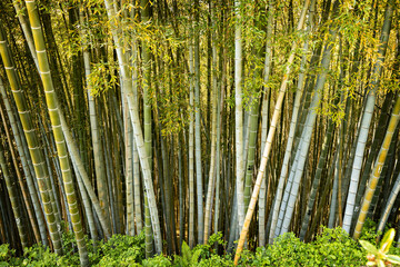 Bamboo Forest in Batumi, Georgia