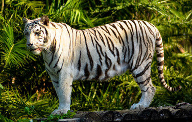 Fototapeta na wymiar A beautiful view of white tiger in Brasilia zoo, Brazil.