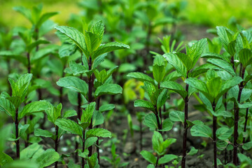Fototapeta na wymiar Fresh leaves green mint. Plant grow background.