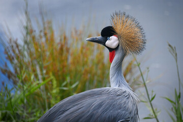 Closeup of a crowned crane at the Austin Roberts Bird Sanctuary