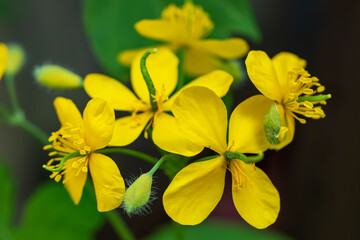Bright yellow Celandine Poppy, on a green leafy background. Stylophorum diphyllum are beautiful wildflowers