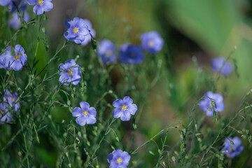 Field of blue flax in the country.