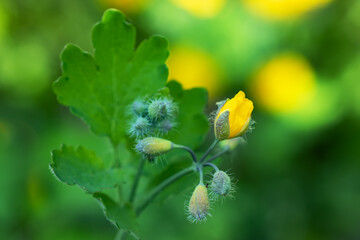 Bright yellow Celandine Poppy, on a green leafy background. Stylophorum diphyllum are beautiful wildflowers