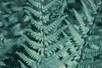 Natural light green fern wallpaper.