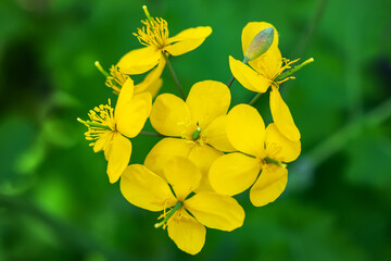 Obraz premium Bright yellow Celandine Poppy, on a green leafy background. Stylophorum diphyllum are beautiful wildflowers