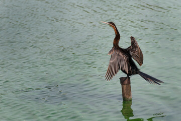 A darter perched on a stump drying its wings after fishing at the Rietvlei dam