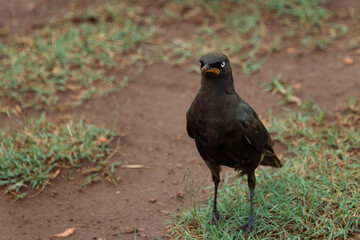 Pied starling in the Rietvlei Nature reserve