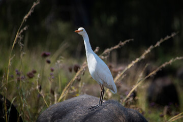 A cattle egret in the Rietvlei Nature reserve