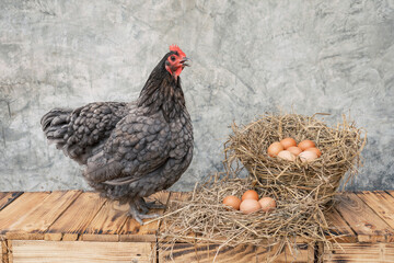 Laying hens Blue australorp chicken on a wooden floor with many eggs on a straw in a basket and background bare plaster or loft style.