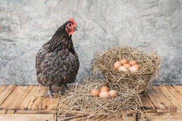 Laying hens Blue australorp chicken on a wooden floor with many eggs on a straw in a basket and background bare plaster or loft style.