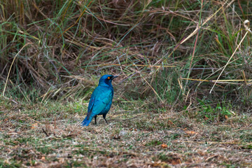 A glossy starling in the Roodeplaat Nature Reserve